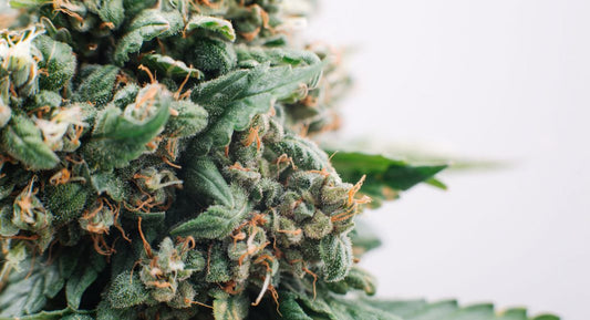 How to Unlock 99% of the THC and CBD Power in Your Cannabis